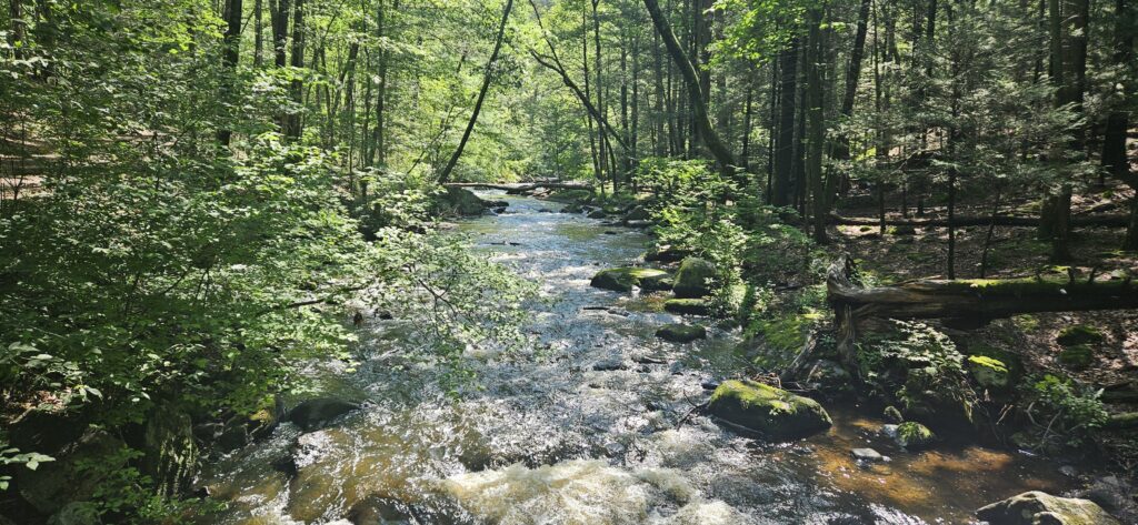 The Black River