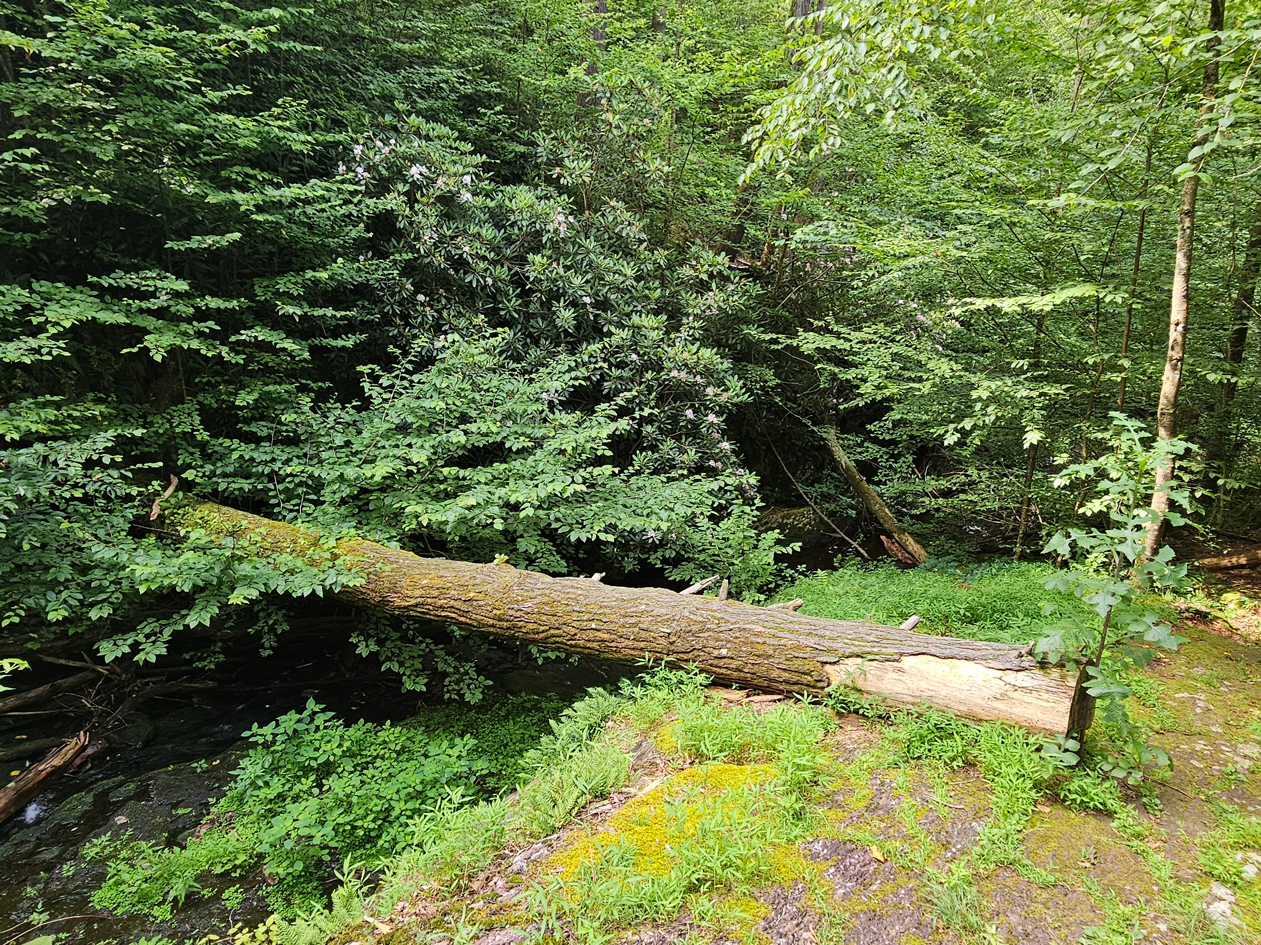 A tree across Tillman Brook