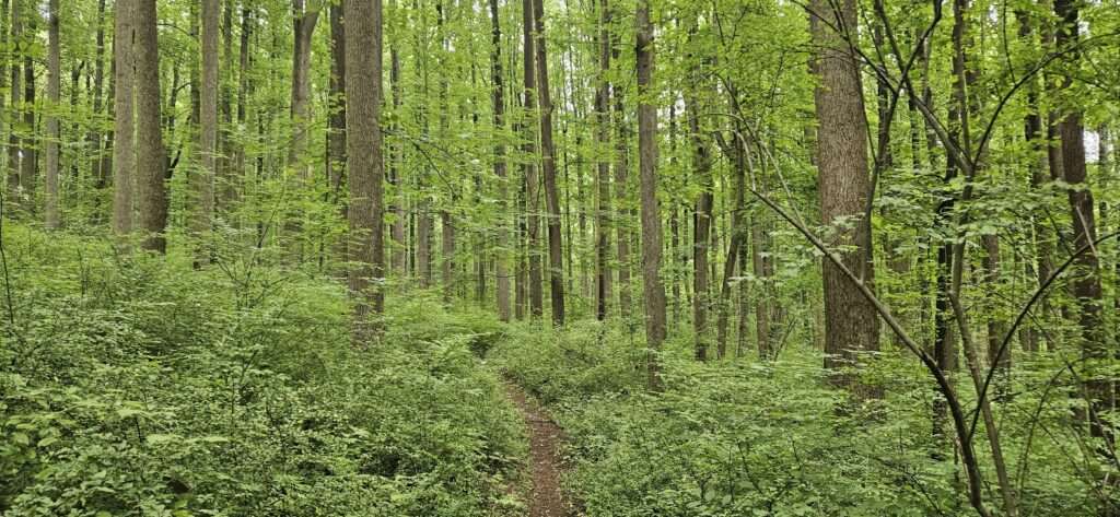 An image of a trail through a lush forest