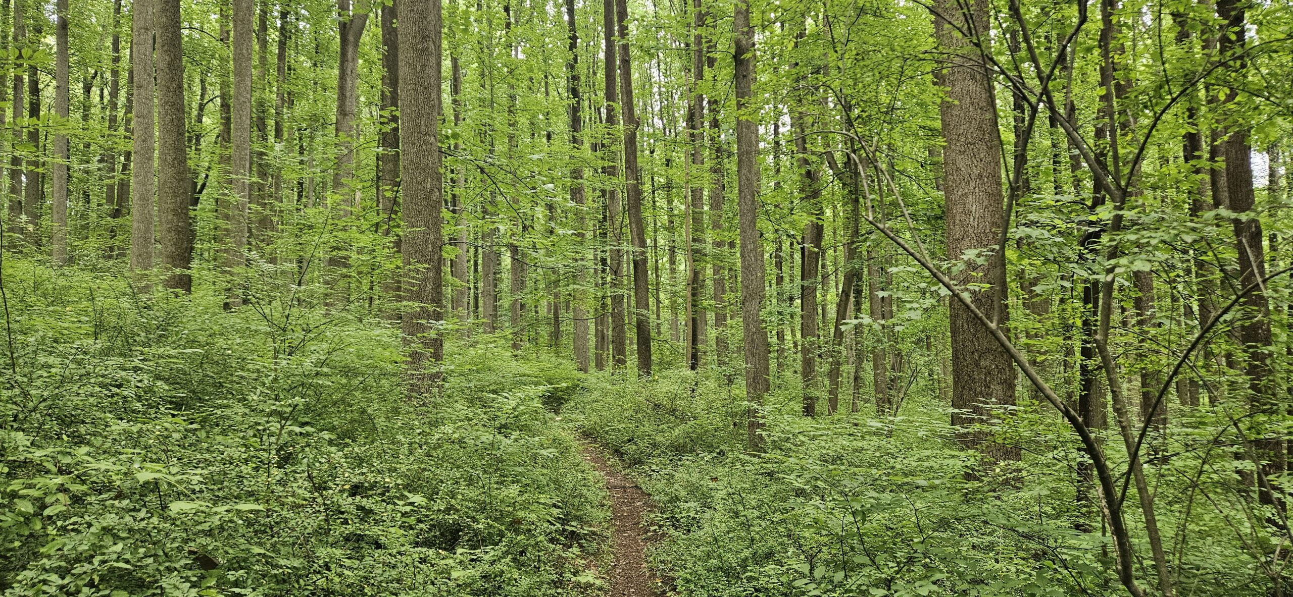 An image of a trail through a lush forest
