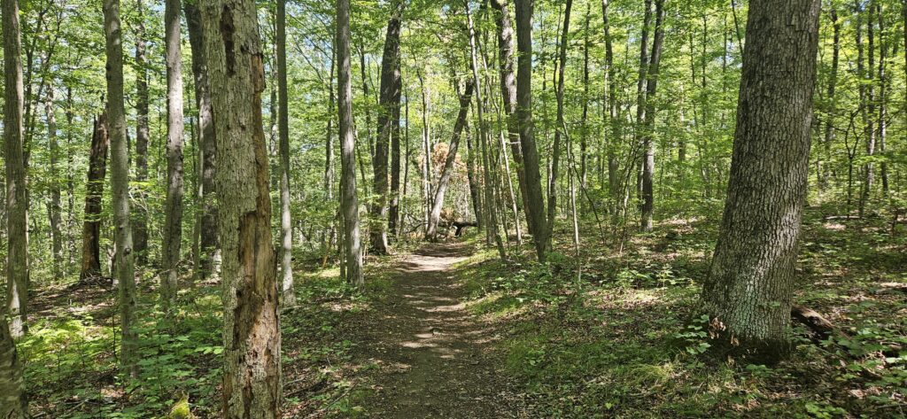 An image of the Cooper Union Trail on Governor Mountain