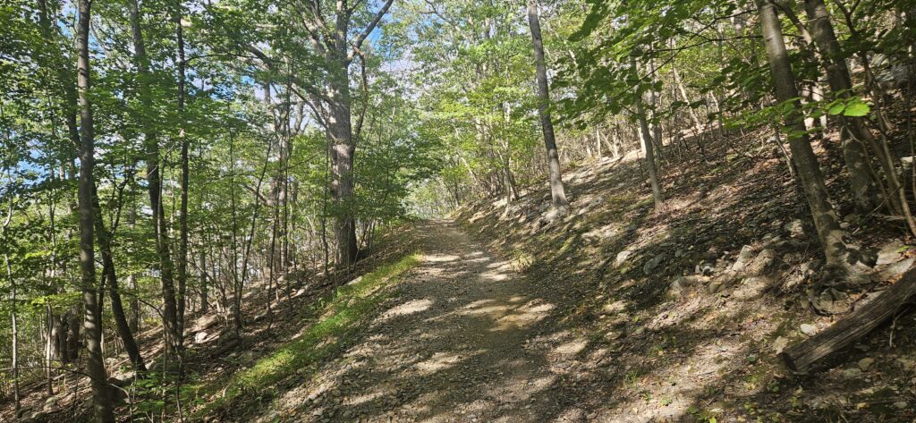 An image of a hiking trail through the woods