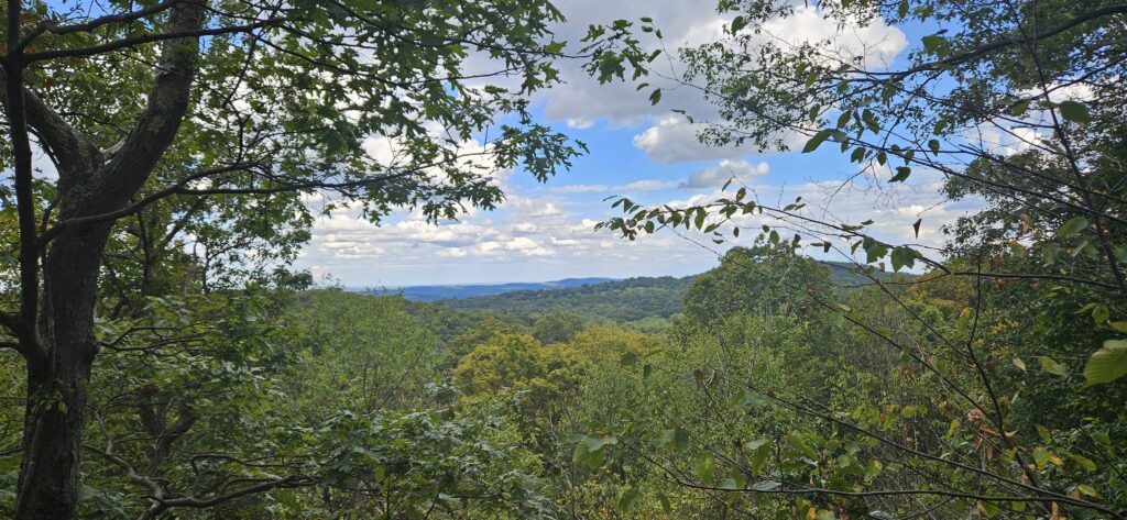An image of a partially overgrown overlook