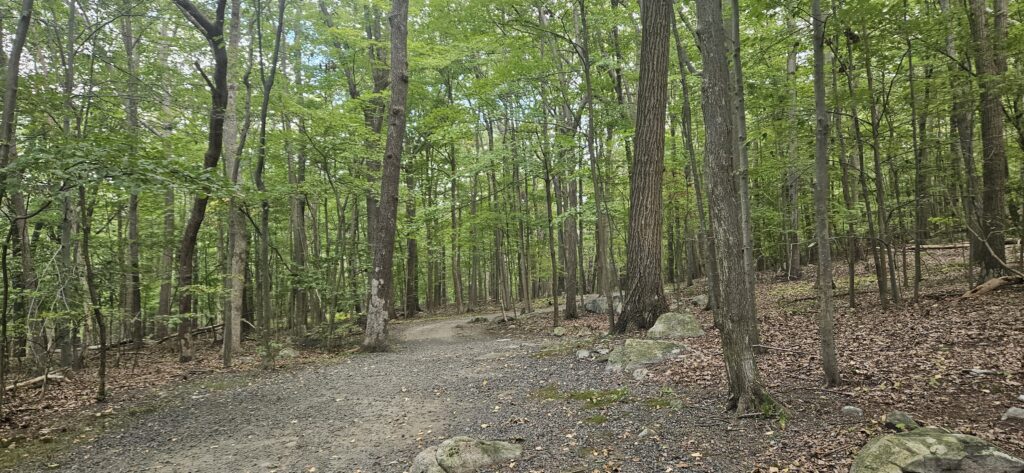 An image of a hiking trail in the woods