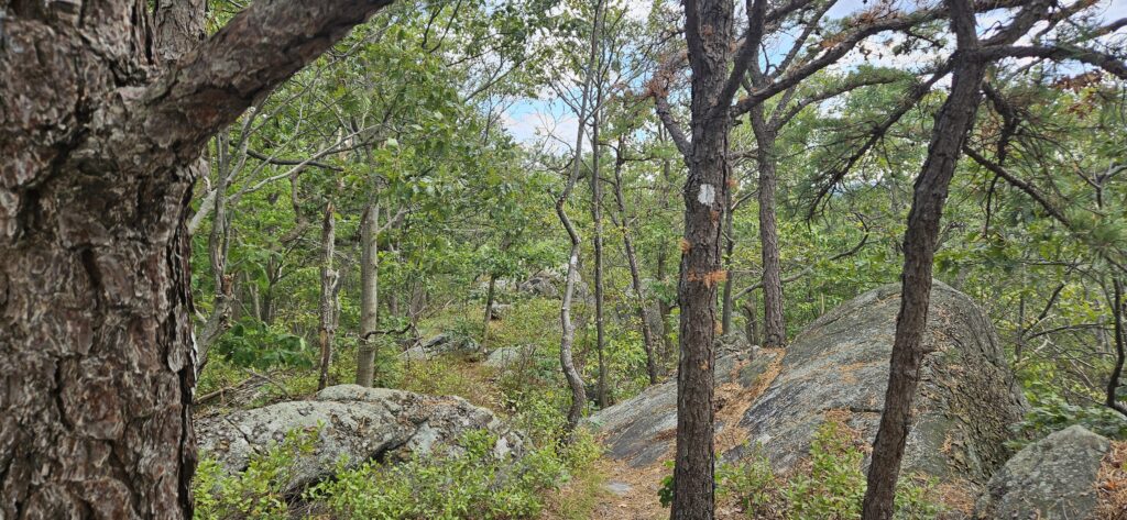 An image of a hiking trail at Silas Condict Park
