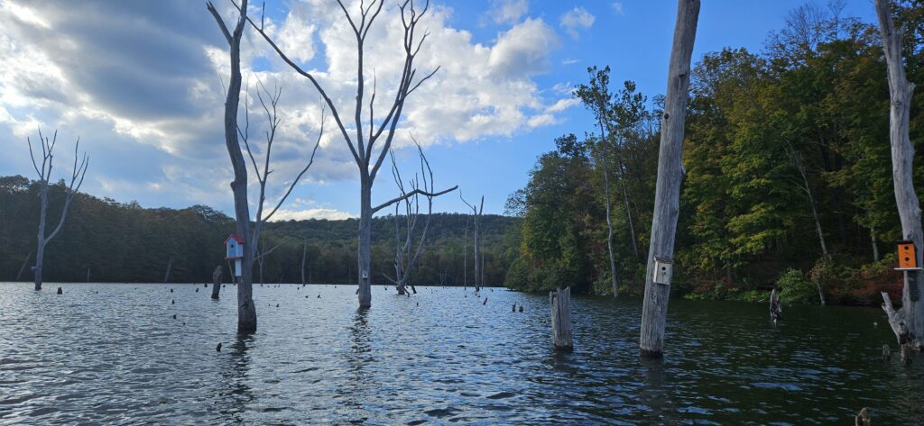 An image of birdhouses attached to flooded trees