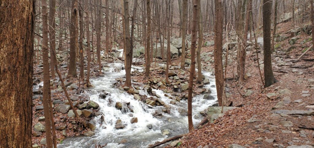 An image of a raging stream in a forest
