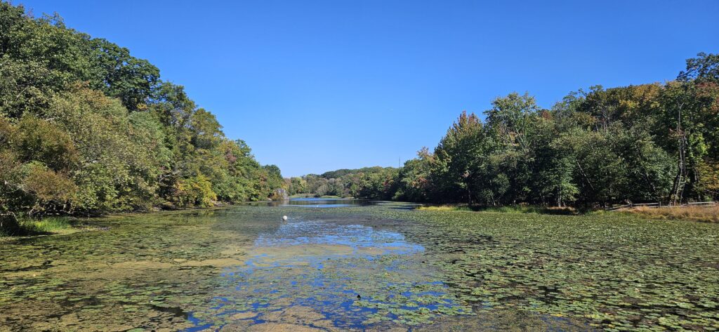An image of a pond covered in Lily Pads
