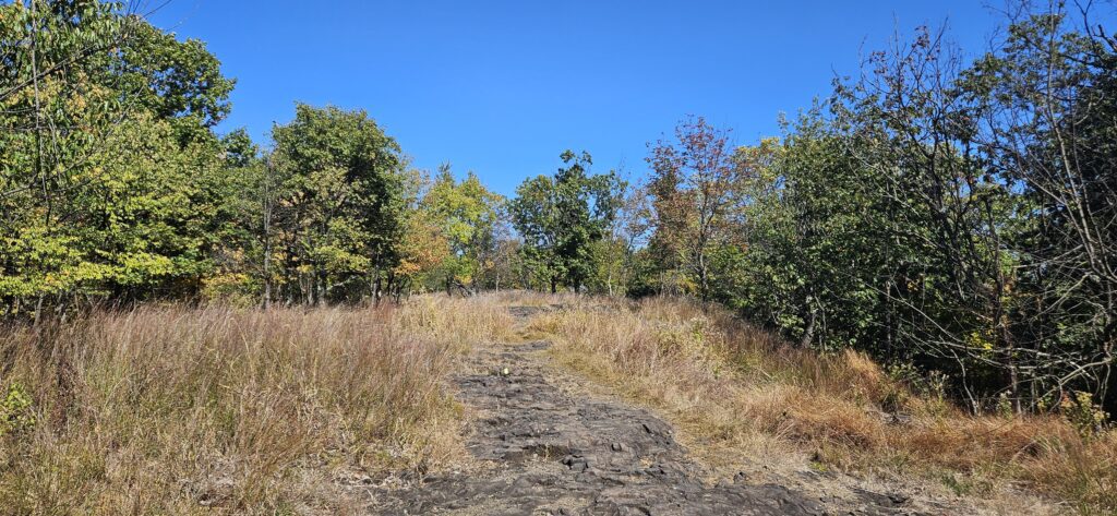 An image of a rocky hiking trail through tall grass