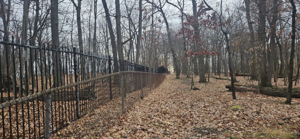 Leaf-covered path beside iron fence