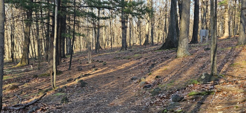 Serene forest path with scattered rocks