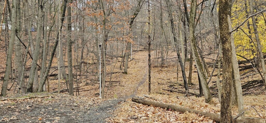 Autumn forest path with fallen leaves.