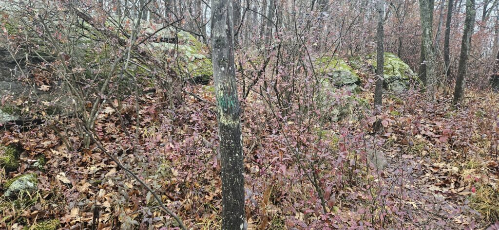 An image of a faint green dot surrounded by a yellow circle on a tree