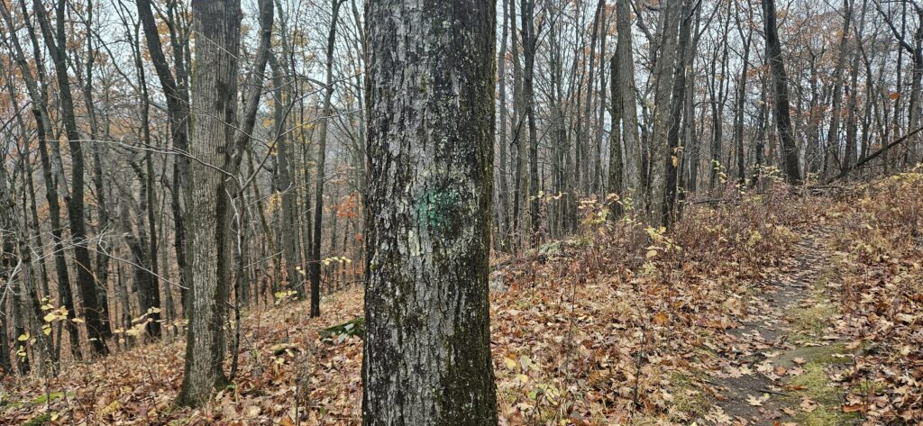 An image of a faint green dot surrounded by a yellow circle on a tree