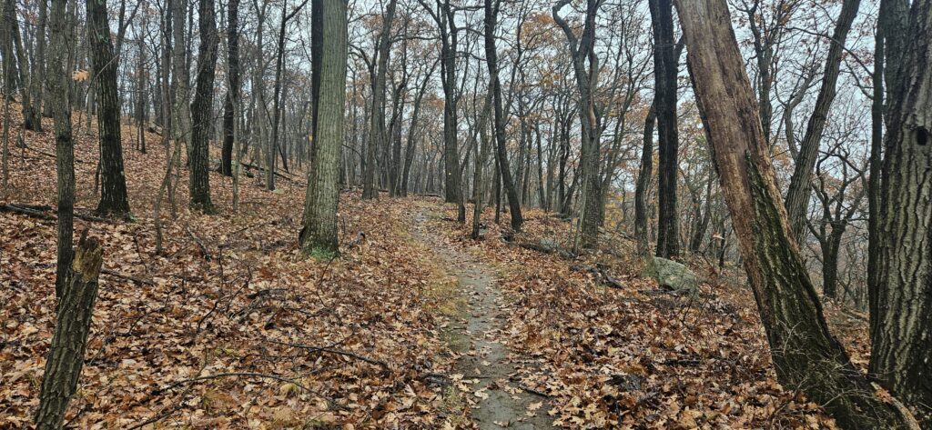An image of a hiking trail