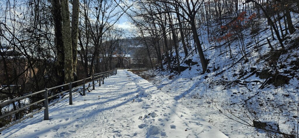 Snowy path through bare trees
