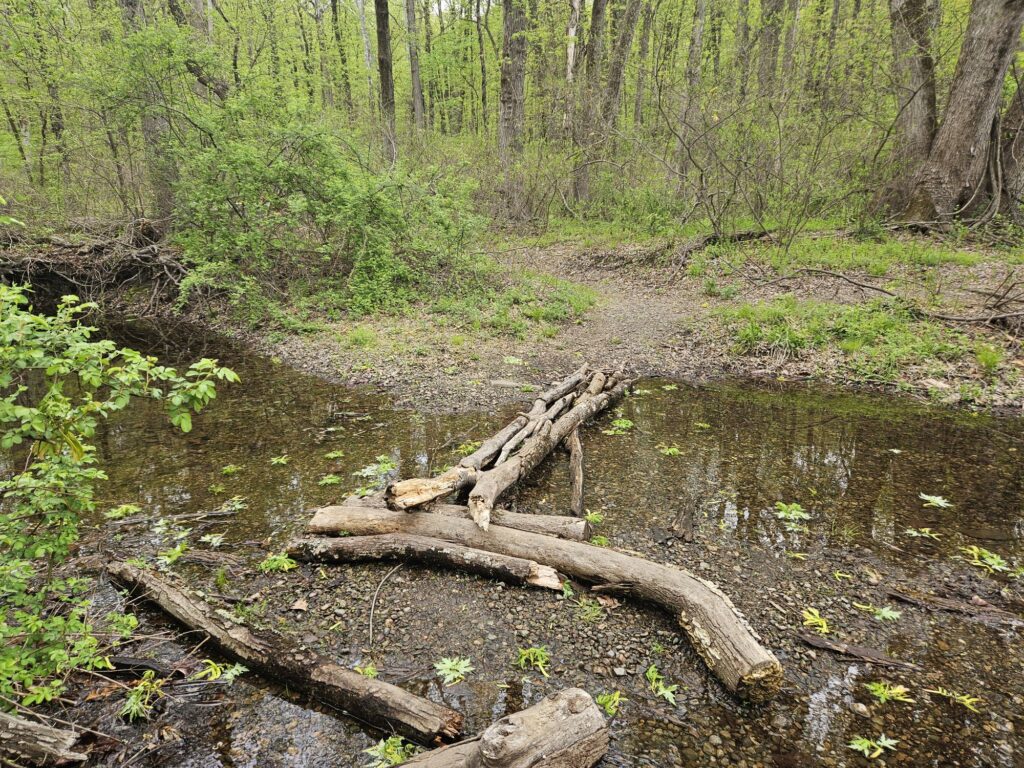 An image of a water crossing at Back Beach Park using some sticks
