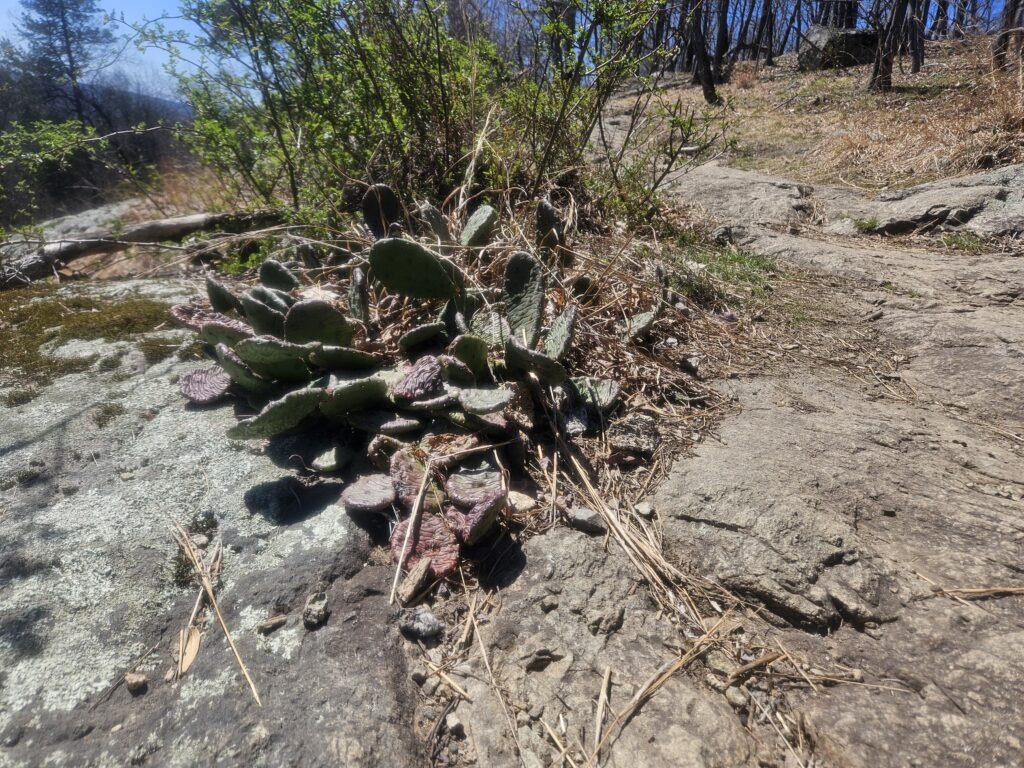 Cactus Ledge at Ramapo Valley Reservation