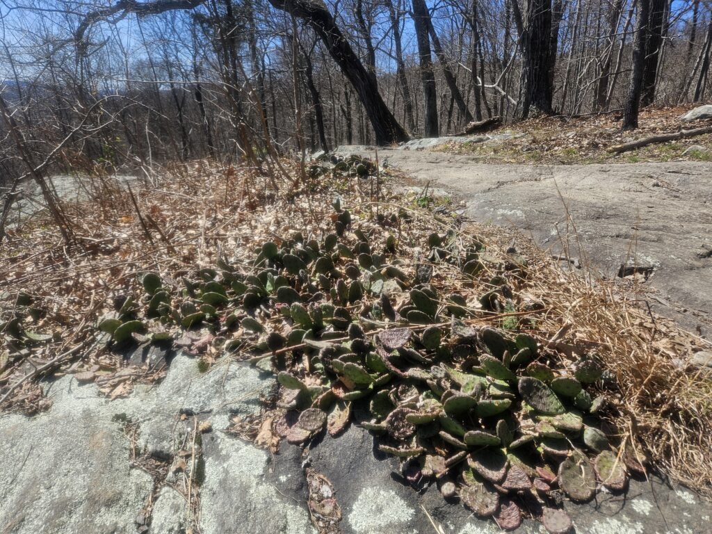 Cactus Ledge at Ramapo Valley Reservation