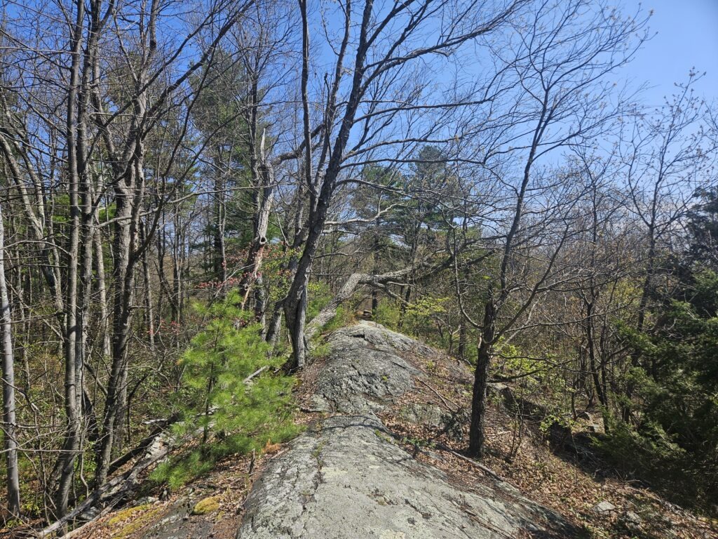The Fire Tower Ridge Trail on Bearfort Ridge