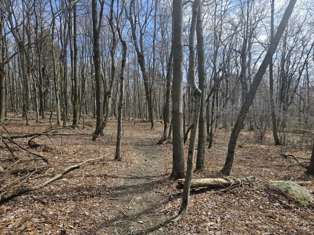An image of a hiking trail