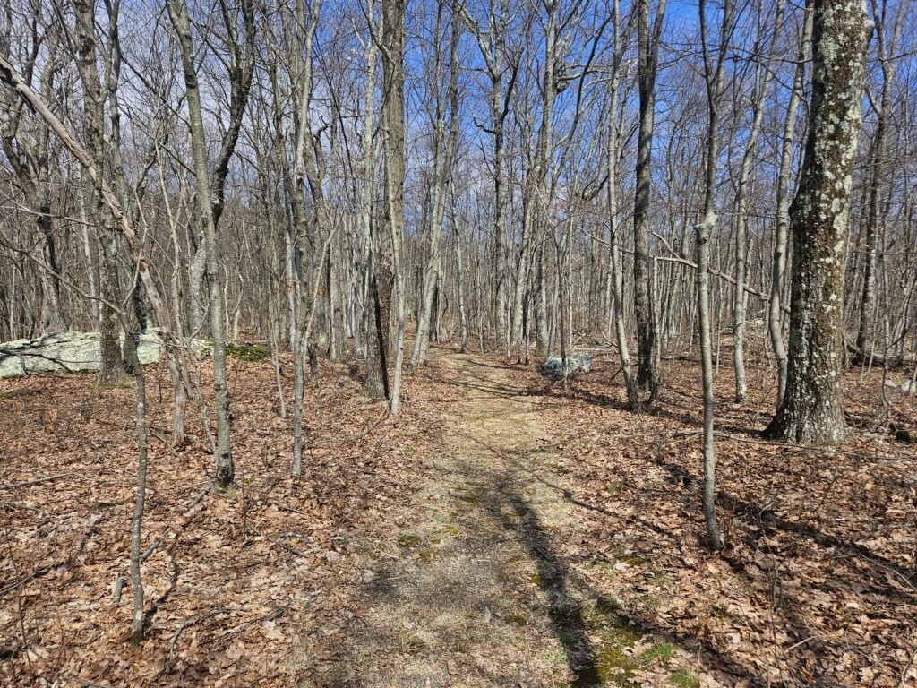 An image of a wooded hiking trail