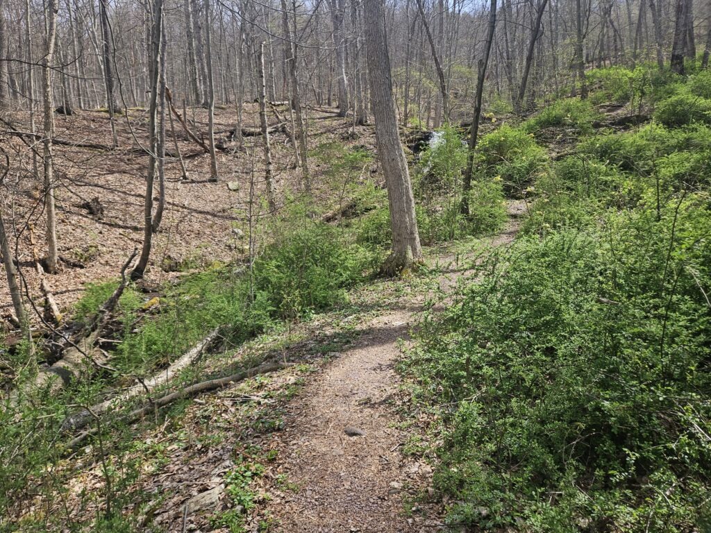 Laurel Falls Trail at Worthington State Forest