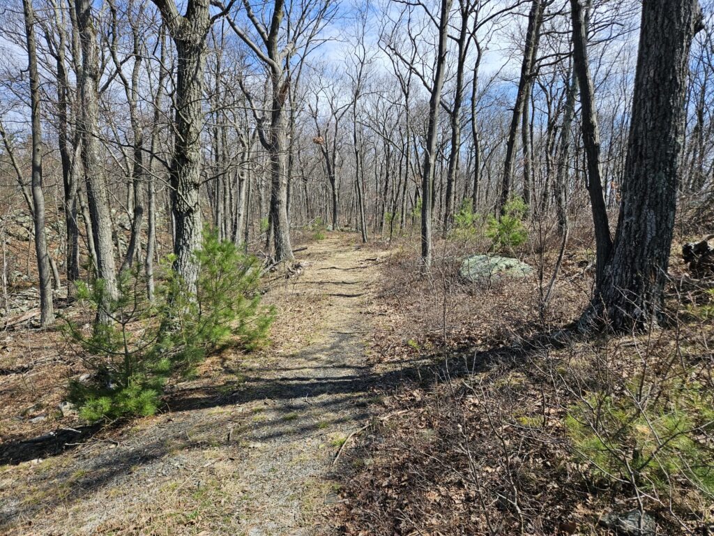 An image of a hiking trail