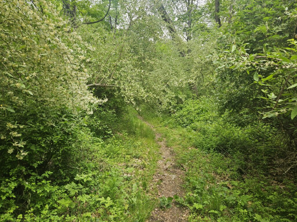 Hiking the Coppermine Trail: Waterfalls and Mines 1