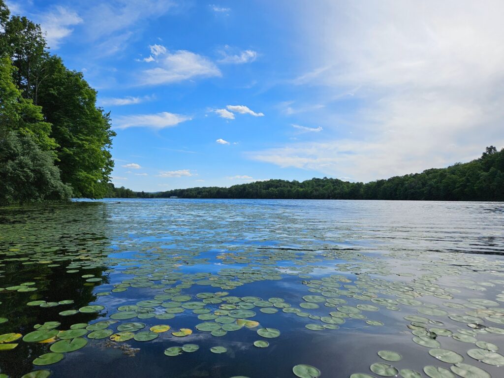 Lily Pads at Lake Aeroflex at Kittatinny Valley State Park