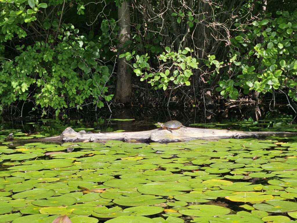 A turtle on a log at Kittatinny Valley State Park