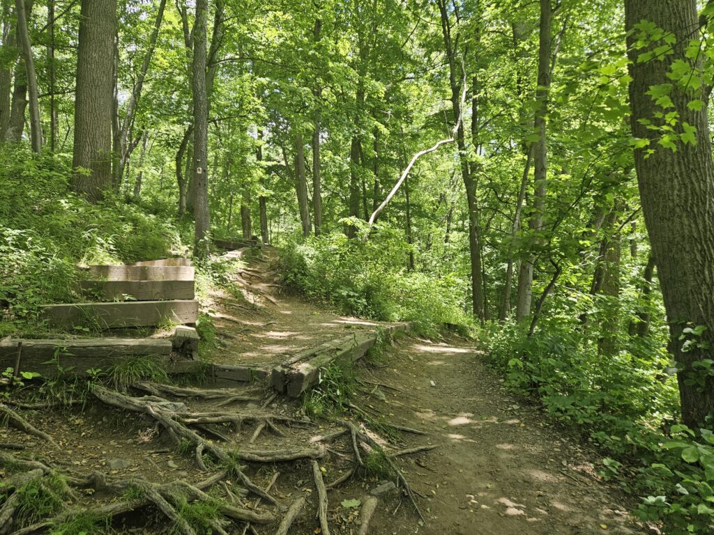 The fork in a hiking trail leading hikers back to the parking lot at Mount Tammany