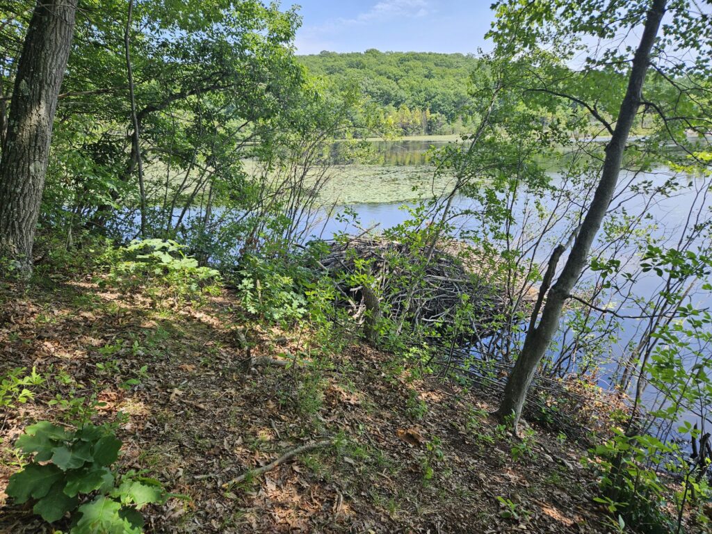 A beaver dam at Apshawa Preserve