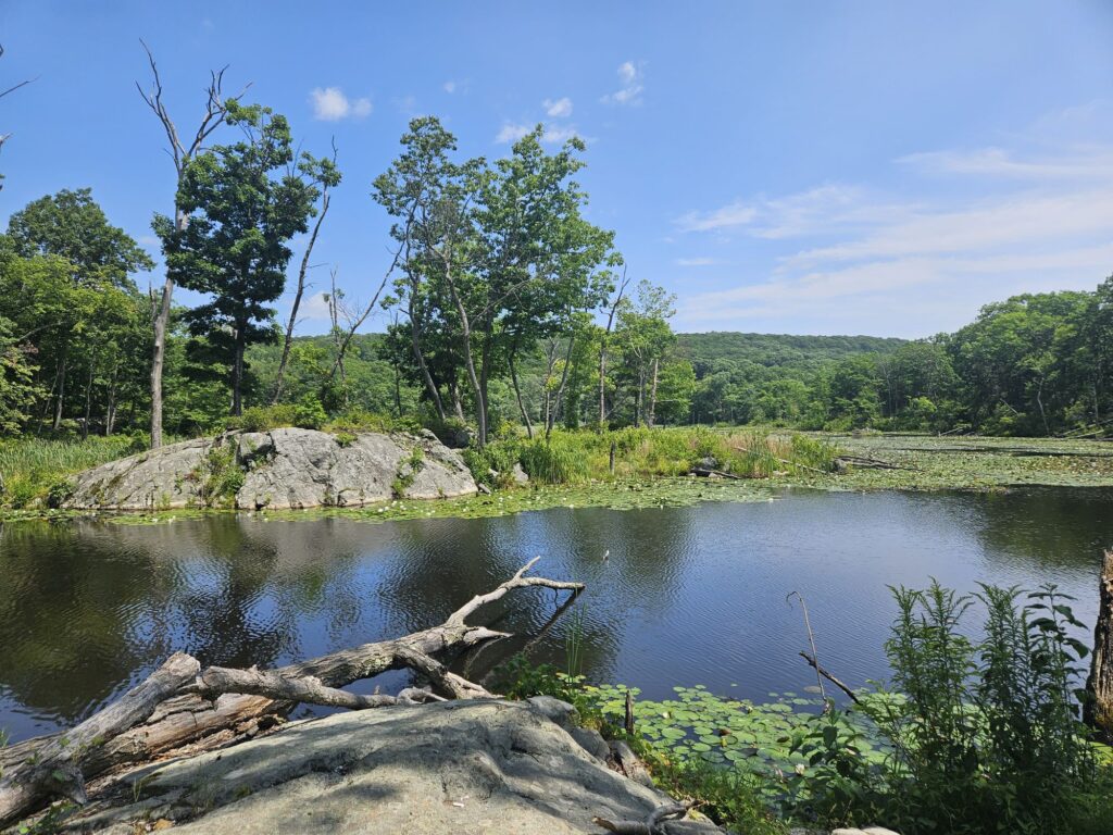 A view of a beaver pond at Apshawa Preserve