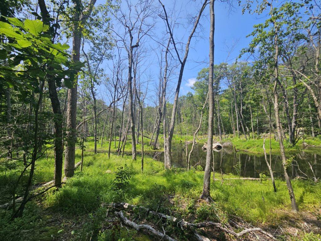 An actively forming beaver pond featuring dead trees caused by flooding at Apshawa Preserve