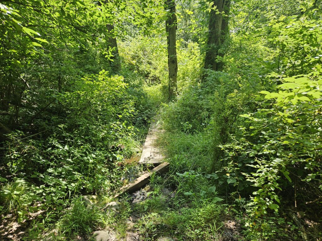 A swampy section of the Red Trail at Apshawa Preserve