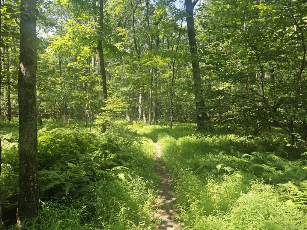 The White Trail at Farny State Park