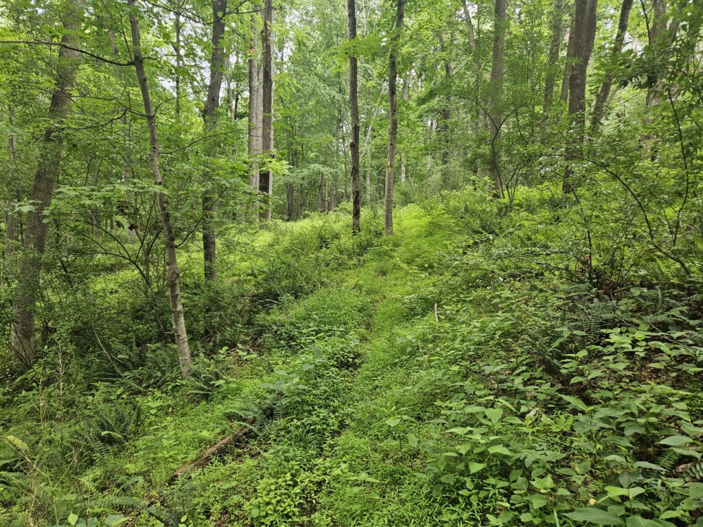 The Underwhelming Gristmill Trail at Swartswood State Park 5 An overgrown portion of the Gristmill Trail at Swartswood State Park