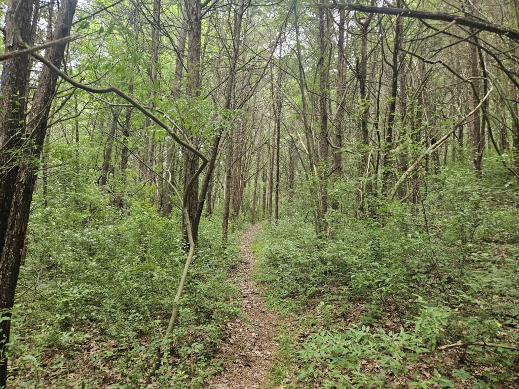 The Underwhelming Gristmill Trail at Swartswood State Park 4 The Gristmill Trail at Swartswood State Park