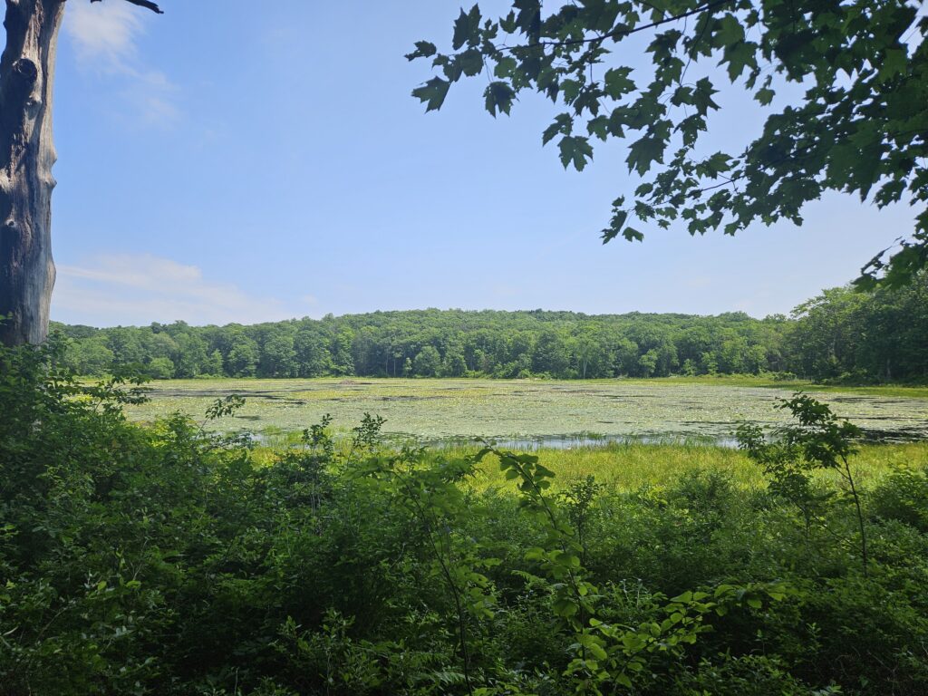 Misty Pond at Farny State Park