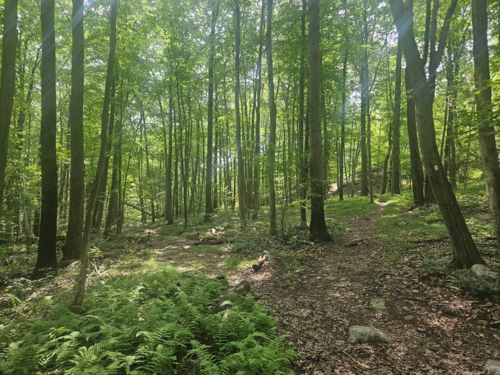 A hiking trail at Farny State Park