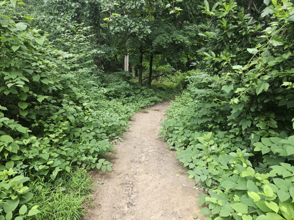 A hiking trail at Rockleigh Sanctuary 