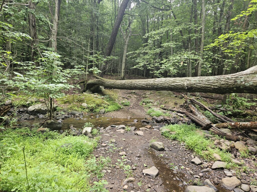 A water crossing a Lamont Preserve