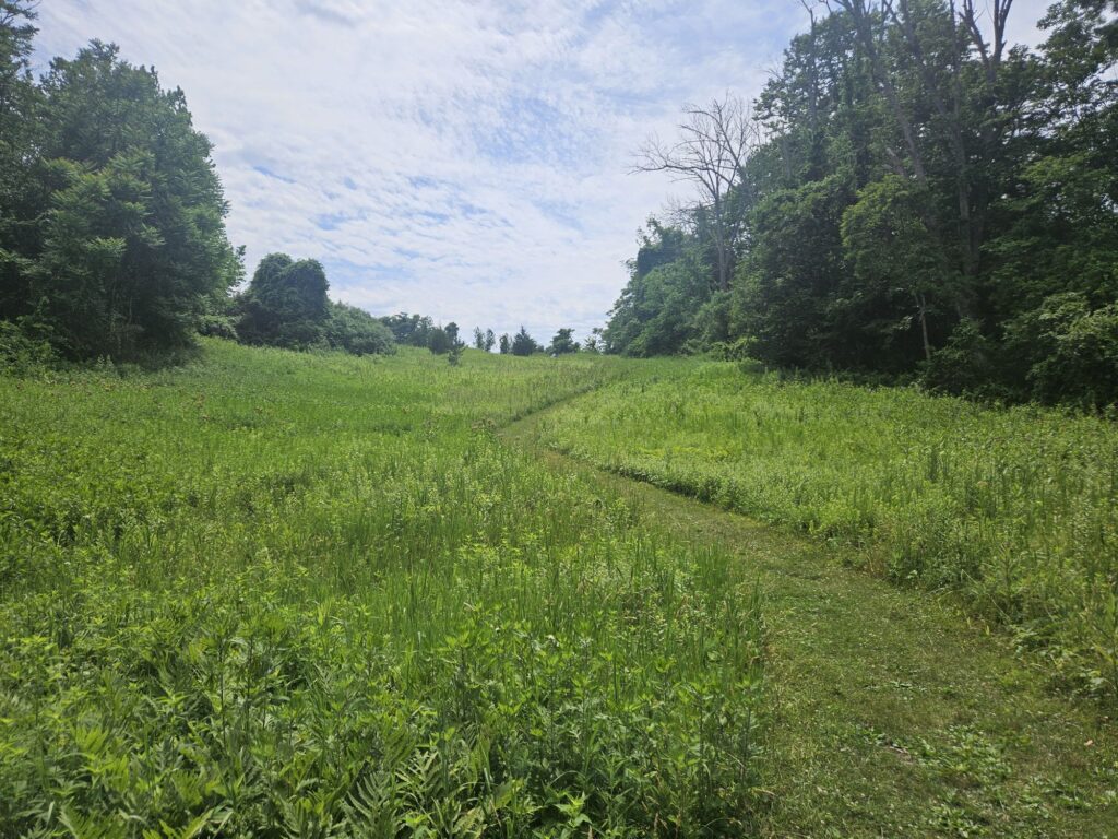 Hiking White Lake Natural Resource Area 11 A meadow at White Lake Natural Resource Area in Hardwick