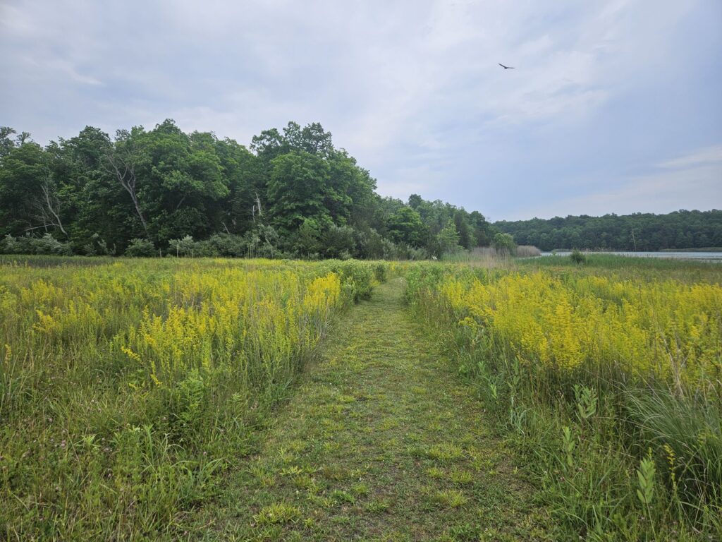 Hiking White Lake Natural Resource Area 2 A meadow at White Lake Natural Resource Area in Hardwick