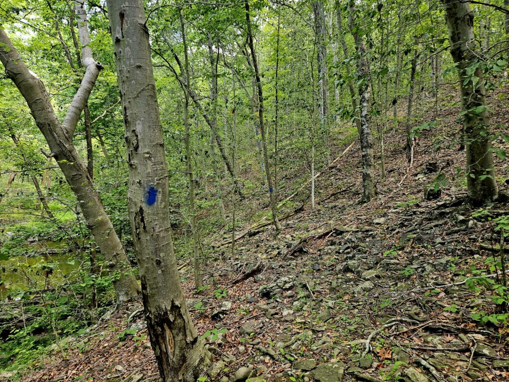The Blue Trail at Lockatong Wildlife Management Area