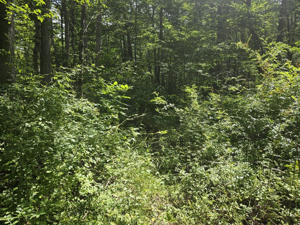 An overgrown section of the Blue Trail at Lockatong Wildlife Management Area