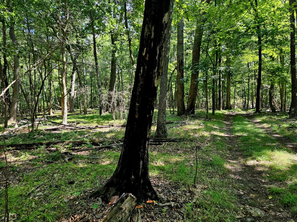 A burnt tree at Mahlon Dickerson Reservation near the Milton Fire Tower