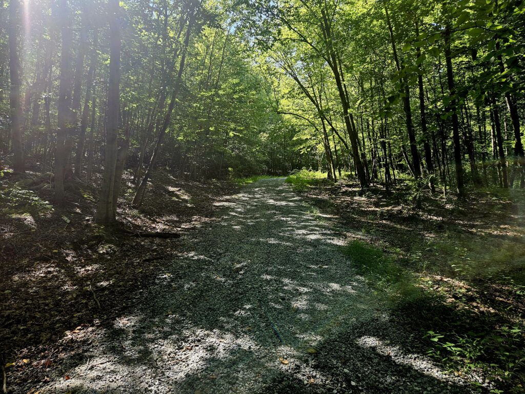 The Fire Tower Road at Mahlon Dickerson Reservation in Jefferson