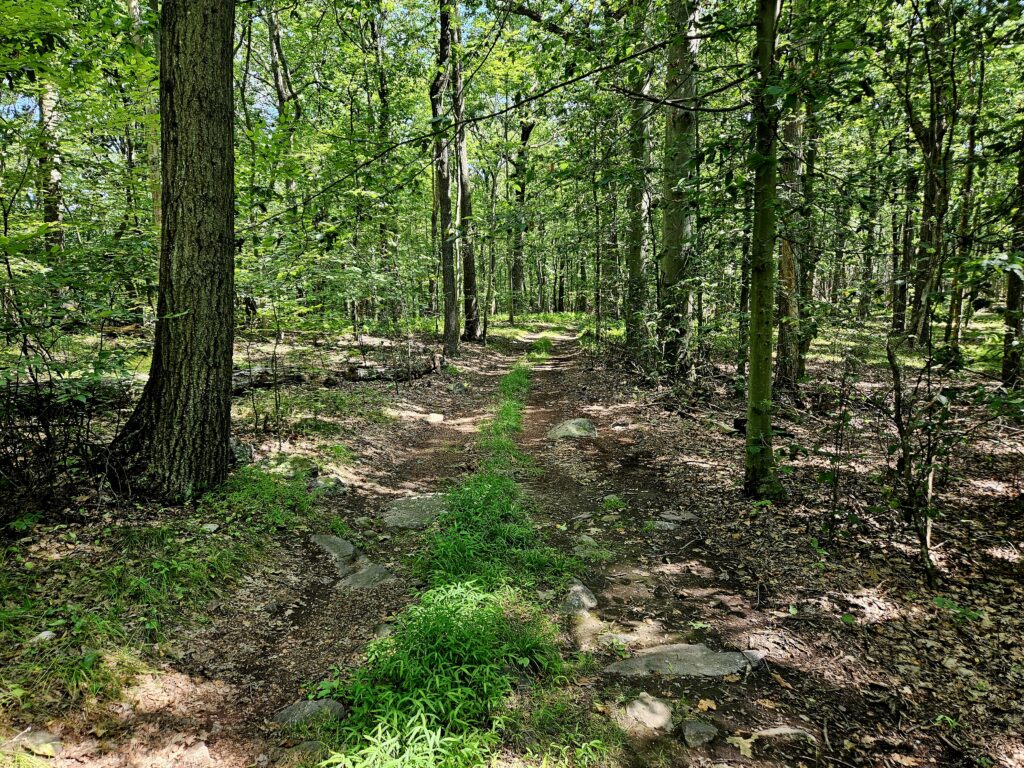 The Fire Tower Trail to the Milton Fire Tower in Jefferson